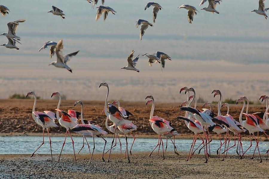EILAT BIRD FESTIVAL - ISRAEL