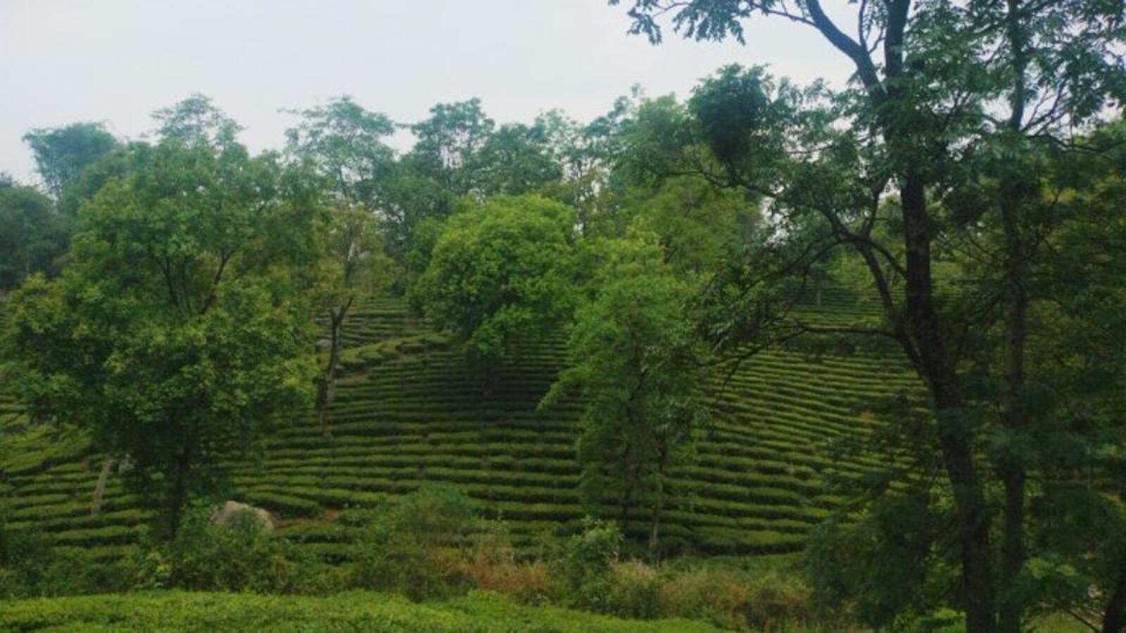 Existing land laws pose a challenge, as they restrict how tea plantation land can be used