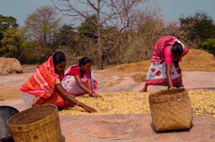 Status of Tribal Population and Central Grants to Odisha